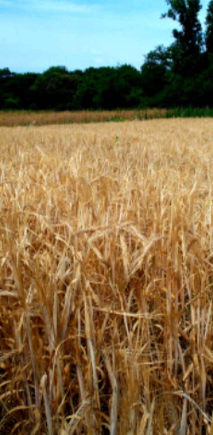 Barley fields by BarMatinTM